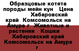 Образцовые котята породы мейн-кун › Цена ­ 15 000 - Хабаровский край, Комсомольск-на-Амуре г. Животные и растения » Кошки   . Хабаровский край,Комсомольск-на-Амуре г.